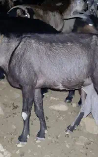 بز ماده