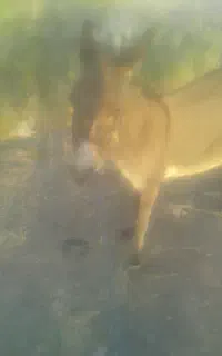 کره خر ۱ساله فروشی معامله با گوسفند