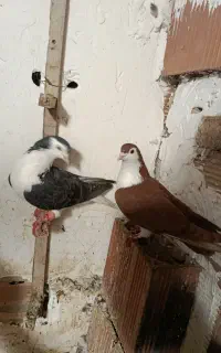 کفتر ساده