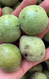 پوست گیری گردو