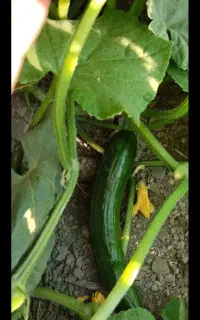 خیار توجغاز