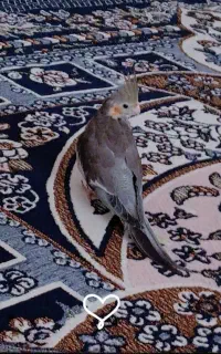 عروس هلندی