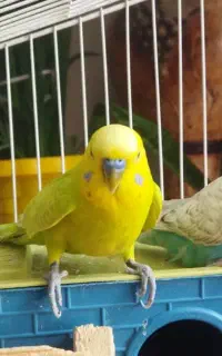 فنچ نرگسی با مرغ عشق