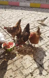 مرغ محلی و دو اردک