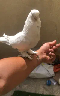 بلژیکی نر مست