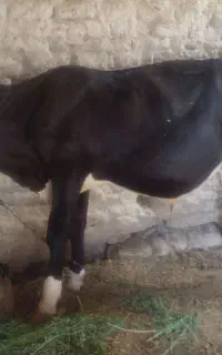 گاو نر