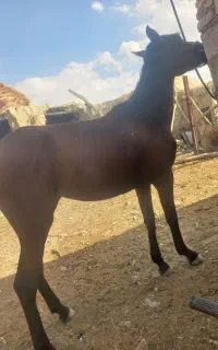اسب کرد ۴ ساله