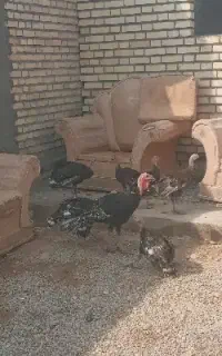 ۶عدد بوقلمون
