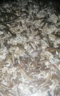 میلورم کرم خوراک پرنده مکمل تغذیه