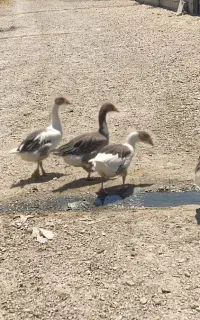 پنج عدد غاز نر و ماده