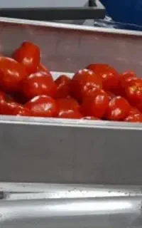 آب گوجه گیری