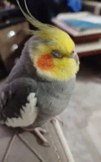 گمشده
