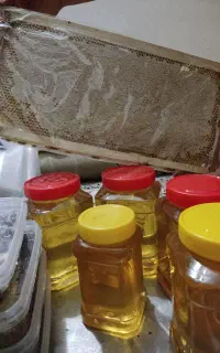 عسل طبیعی بهار نارنج