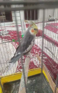 عروس هلندی گمشده