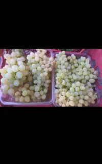 انگور عسکری میمند