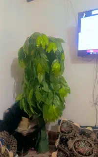 درخت