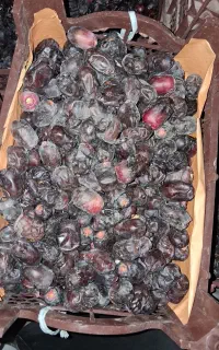 خرمای مضافتی