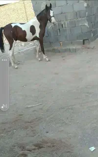 اسب