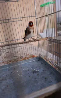سهره