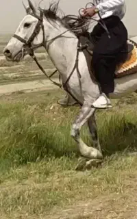 اسب