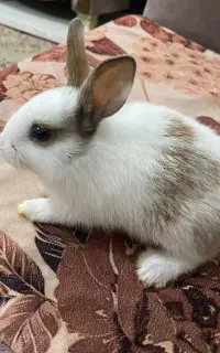 خرگوش
