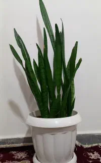 گل سانسوریا
