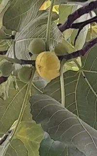 انجیر شیرین محلی سفید