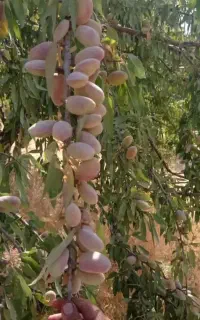 فروش نهال کبوده کاج شمشاد انگور گردو بادام گلدانی