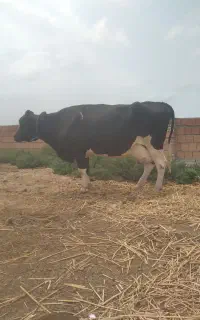 گاو هلشتیان آبستن سنگین