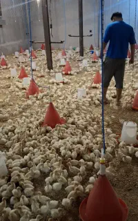 جوجه ۱ روزه ۷ روزه ۲۰ روزه ۳۰ روزه بوقلمون بیوتی6