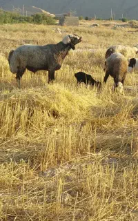 قوچ درجه یک . نژادی. وزن دار