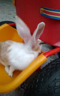 خرگوش