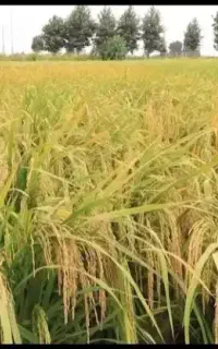 شالی احمدی روشن