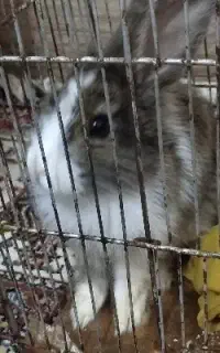خرگوش