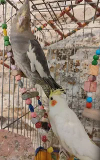 عروس گمشده