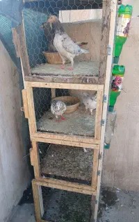 کبوتر سرور