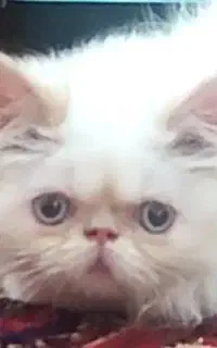 گربه پرشین فلت