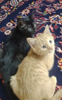 واگذاری دو بچه‌گربه مهربان و خونگرم