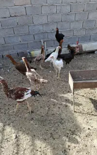 مرغ لاری