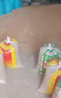 گندم بذری