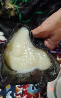 در کونانی