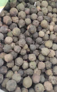 مازوسبز