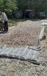 حبه کردن سیر با دستگاه نانو