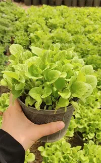 نشا گوجه فلفل بادمجان نعنا ترخون توت فرنگی