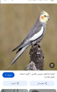 عروس هلندی گمشده