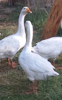 غاز لیندا