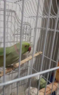 طوطی مِلنگو