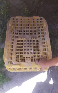 سبد مرغ زنده