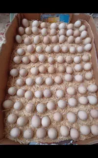 تخم بلدرچین کوهی نطفه دار