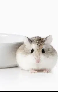 همستر